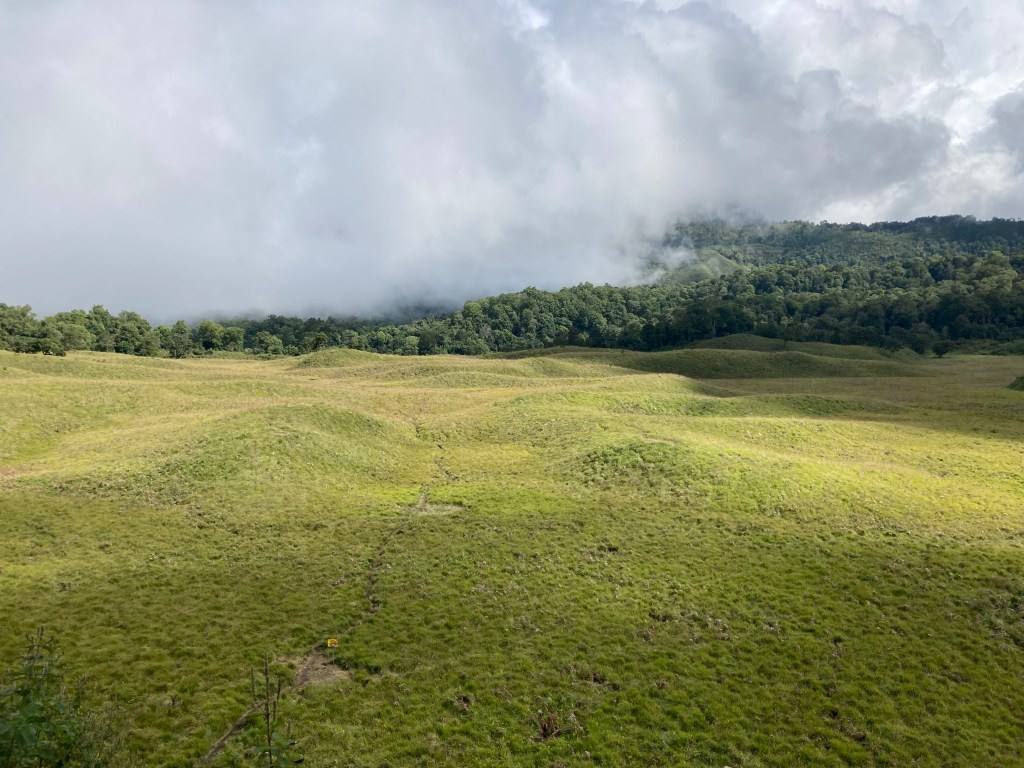 Catatan #7 Permadani Hijau yang Memberi Cerita Kehidupan (Catatan Pendakian Savana Propok)  