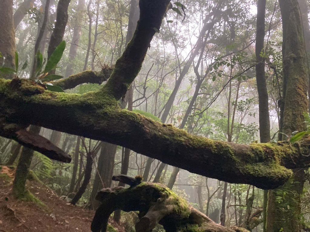 Catatan # 12 Adakah Kalina Dalam Lini Masaku? (Catatan Pendakian Gunung&nbsp;Gede)